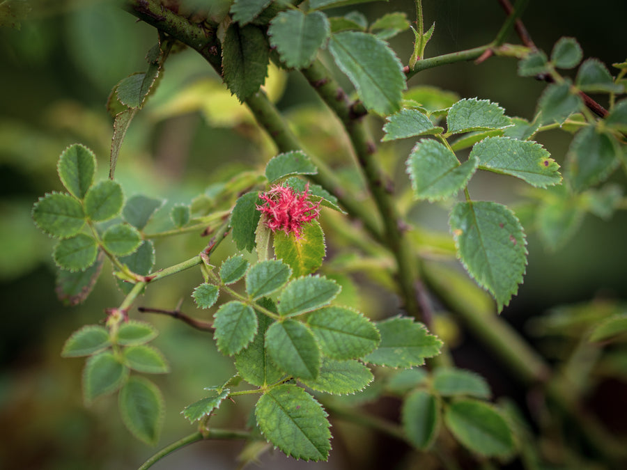 Hundsrose — Rosa canina