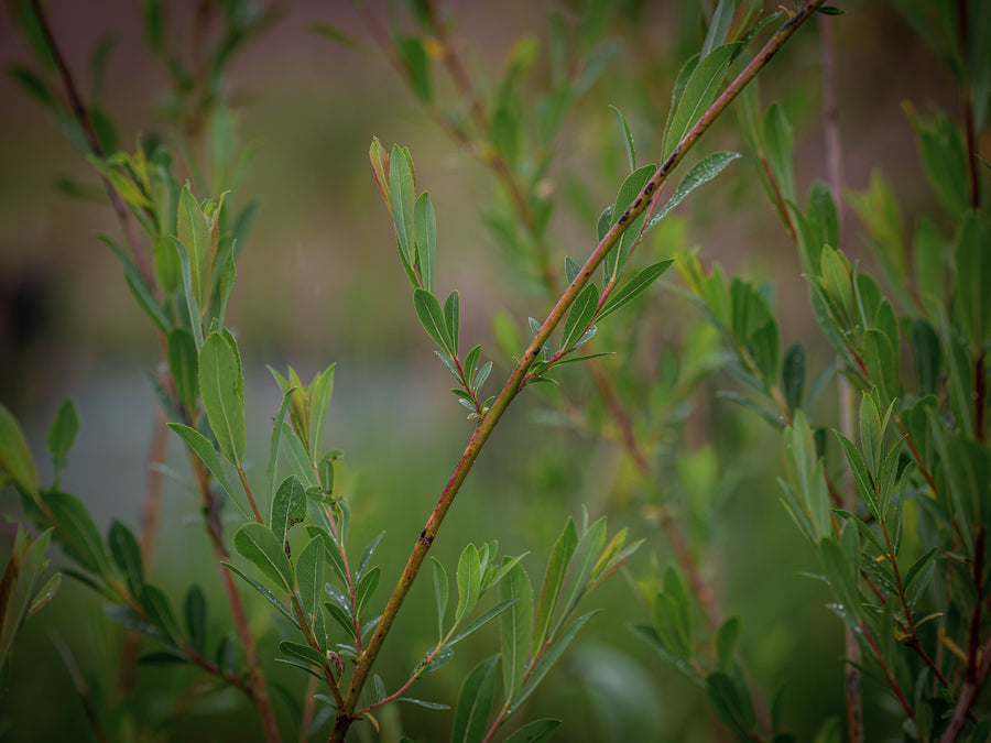 Purpurweide — Salix purpurea