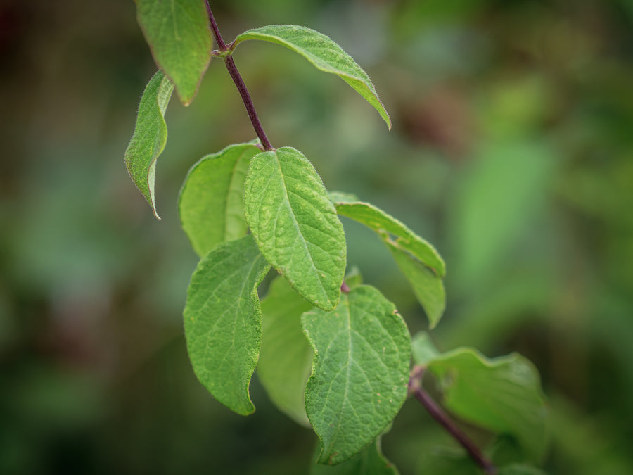 Gemeine Heckenkirsche — Lonicera xylosteum