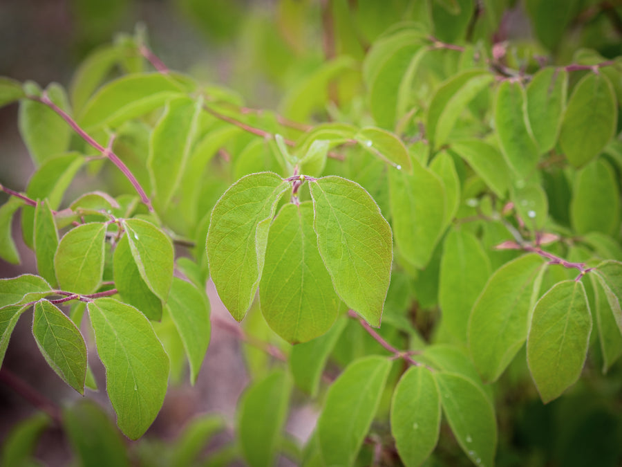 Gemeine Heckenkirsche — Lonicera xylosteum
