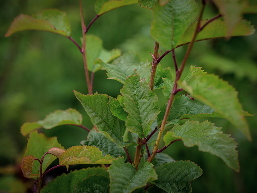 Vogelkirsche — Prunus avium