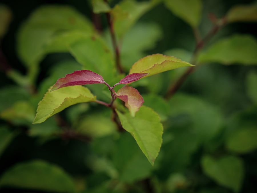 Europäischer Wildapfel — Malus sylvestris