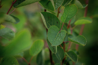 Echte Felsenbirne, Blatt im Detail