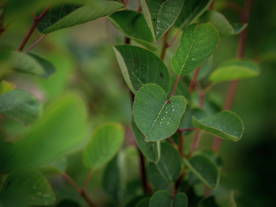 Echte Felsenbirne — Amelanchier rotundifolia