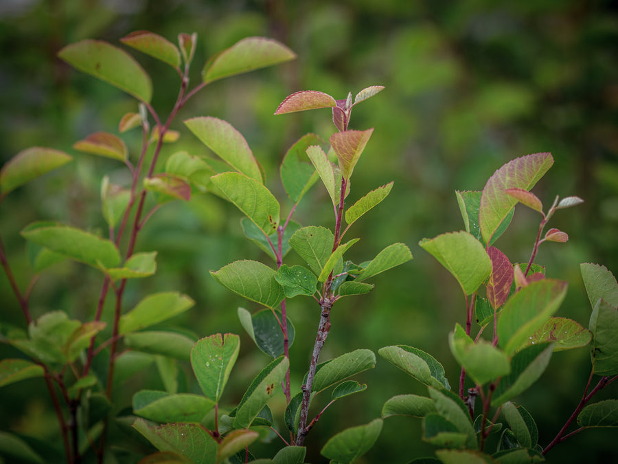 Echte Felsenbirne — Amelanchier rotundifolia