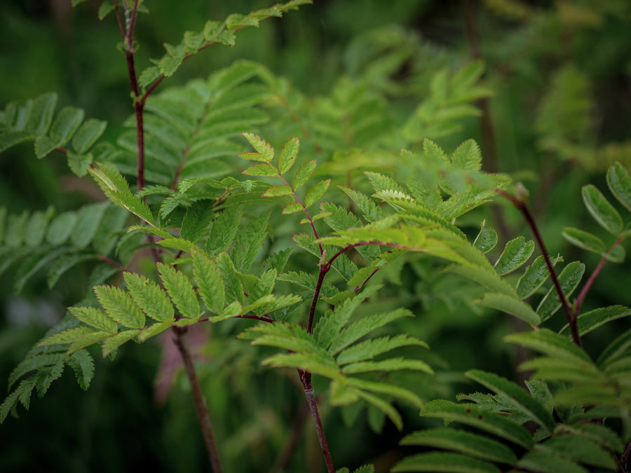 Eberesche — Sorbus aucuparia