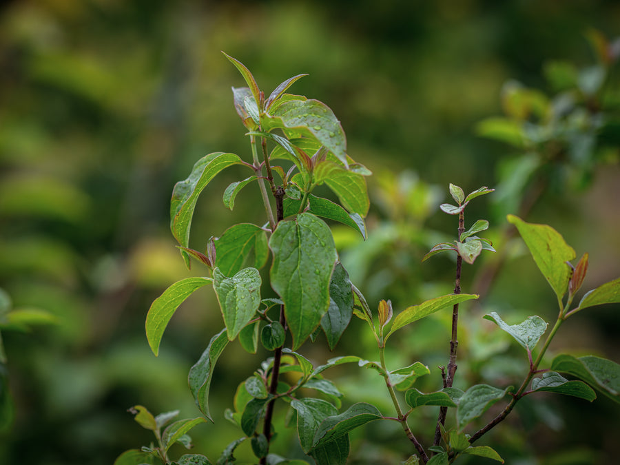 Roter Hartriegel — Cornus sanguinea