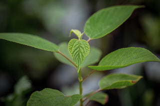 Japanischer Rosinenbaum, Blatt im Detail