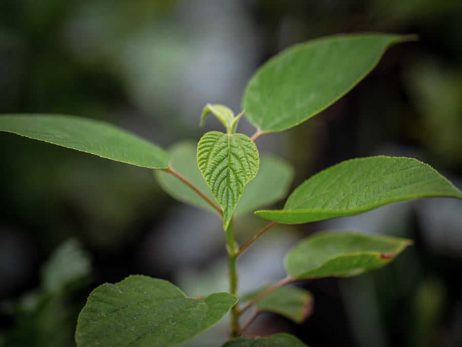 Japanischer Rosinenbaum — Hovenia dulcis