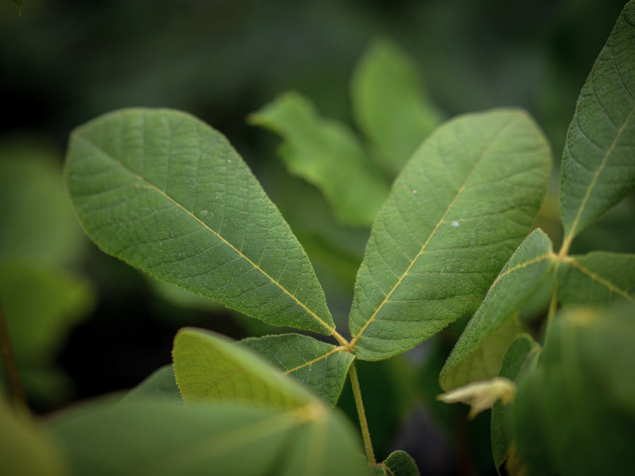 Spottnuss-Hickory — Carya tomentosa