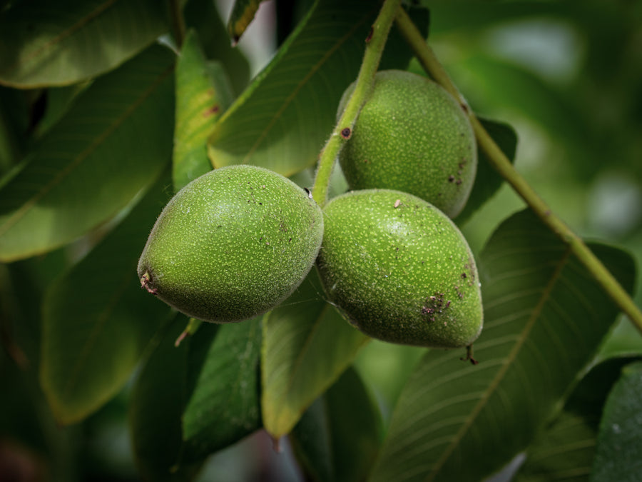 Herznuss Campbell CW3 — Juglans ailantifolia var. cordiformis 'Campbell CW3'