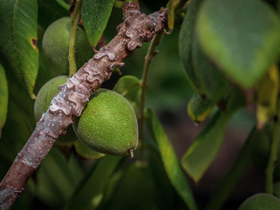 Herznuss Campbell CW3 — Juglans ailantifolia var. cordiformis 'Campbell CW3'