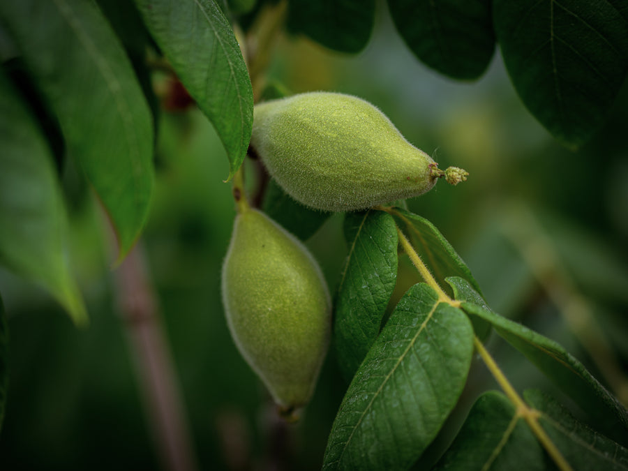 Herznuss Schubert — Juglans ailantifolia var. cordiformis 'Schubert'