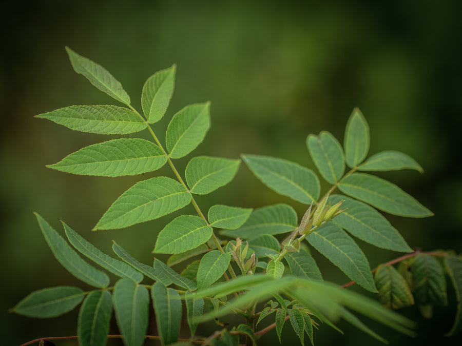 Texanische Walnuss — Juglans microcarpa