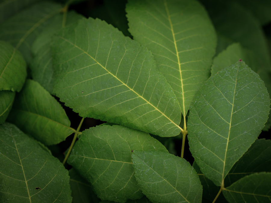 Königsnuss — Carya laciniosa