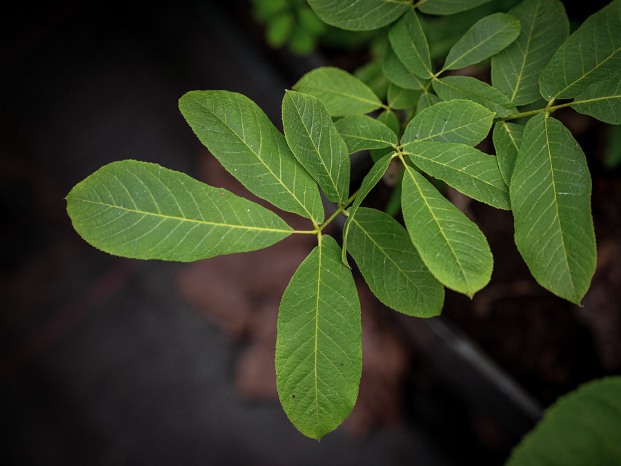 Königsnuss — Carya laciniosa