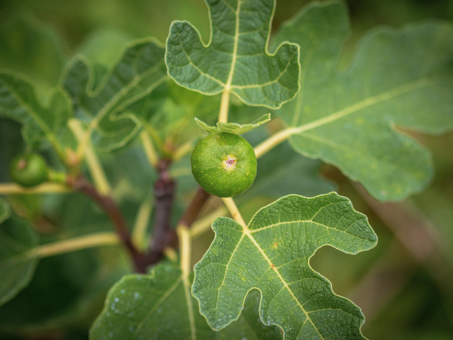 Echte Feige Panache — Ficus carica 'Panache'