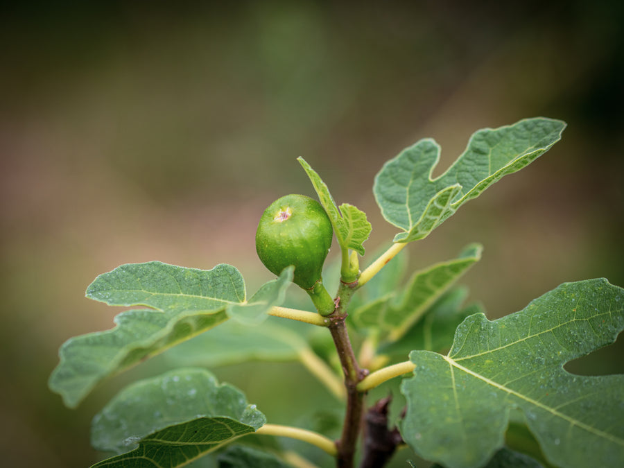Echte Feige Panache — Ficus carica 'Panache'
