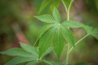 Chinesisches Süßblatt, Blatt im Detail