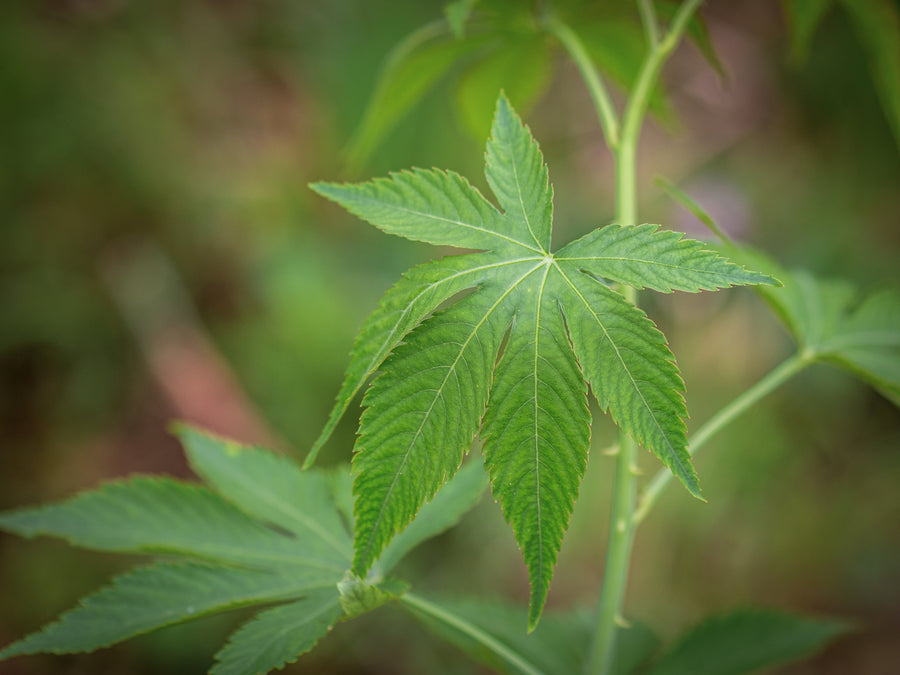 Chinesisches Süßblatt — Rubus suavissimus