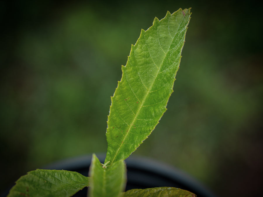 Japanische Wollmispel — Eriobotrya japonica