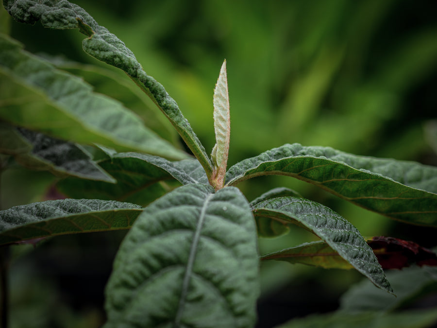Japanische Wollmispel — Eriobotrya japonica