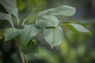 Blumenesche, Blätter im Detail