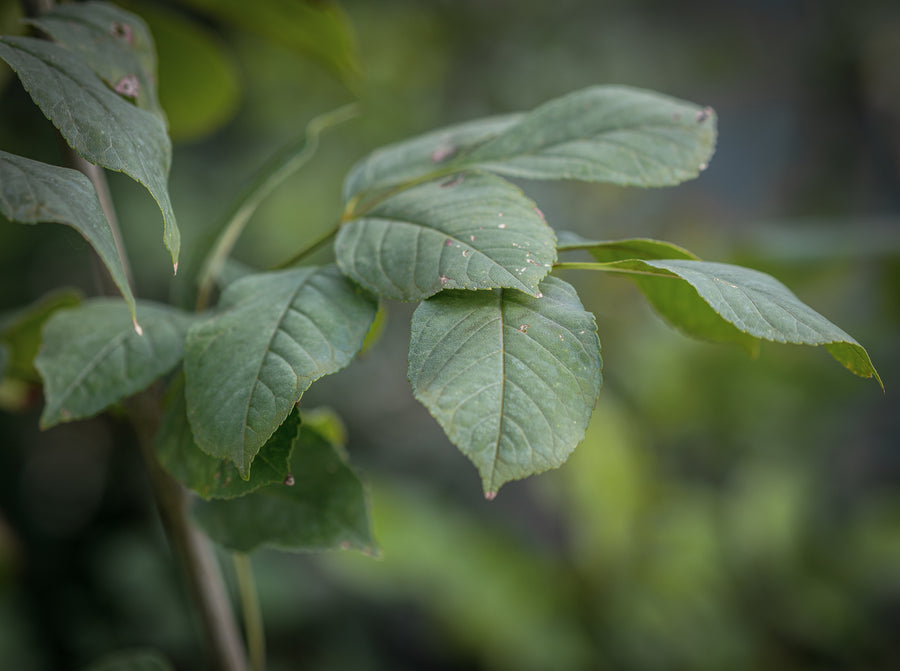 Blumenesche — Fraxinus ornus