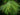Butternuss Kenworthy, Blatt im Detail