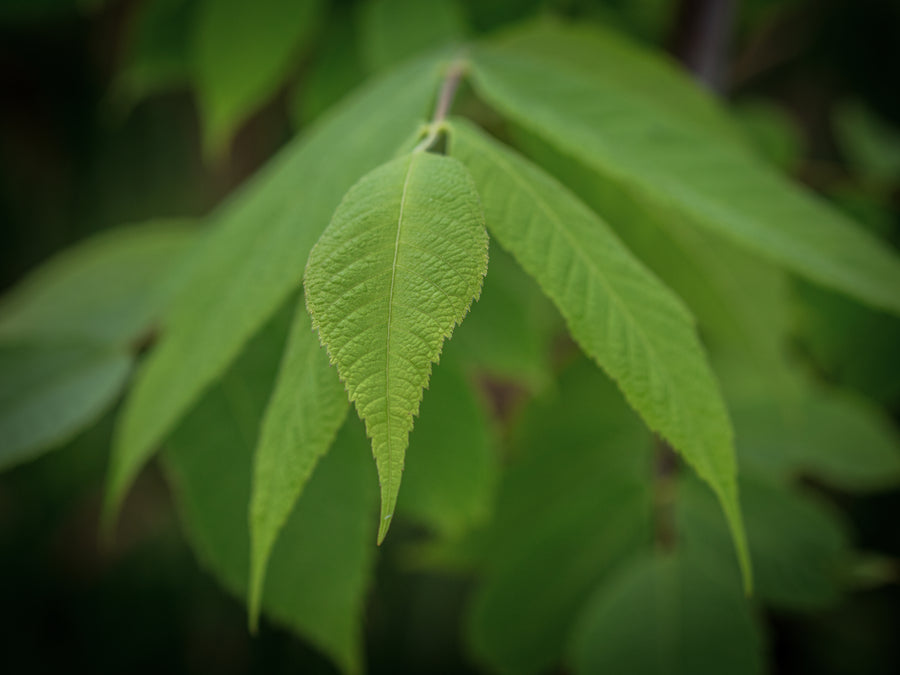Butternuss Kenworthy — Juglans cinerea 'Kenworthy'