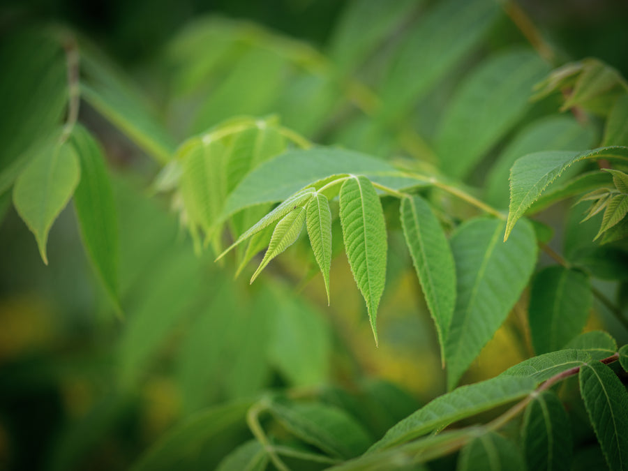 Butternuss Kenworthy — Juglans cinerea 'Kenworthy'