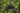 Schwarzer Holunder Haidegg 13, Rispe mit dunkelroten Beeren