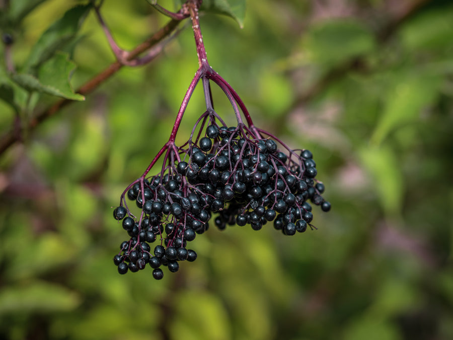Schwarzer Holunder Haidegg 13 — Sambucus nigra 'Haidegg 13'
