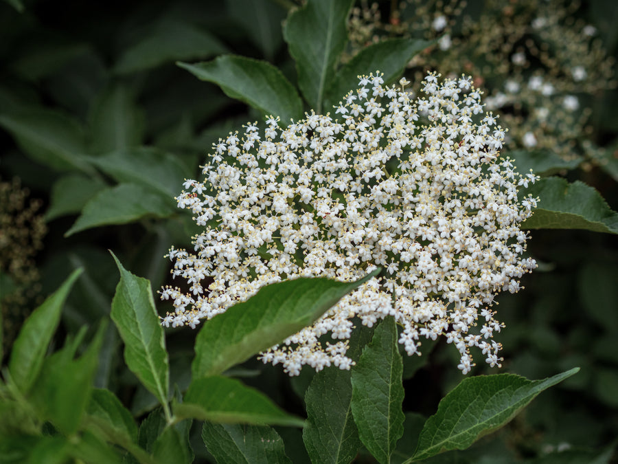 Schwarzer Holunder Haidegg 13 — Sambucus nigra 'Haidegg 13'