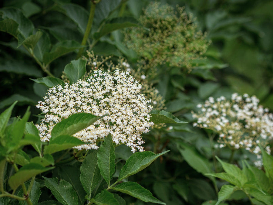 Schwarzer Holunder Haidegg 13 — Sambucus nigra 'Haidegg 13'