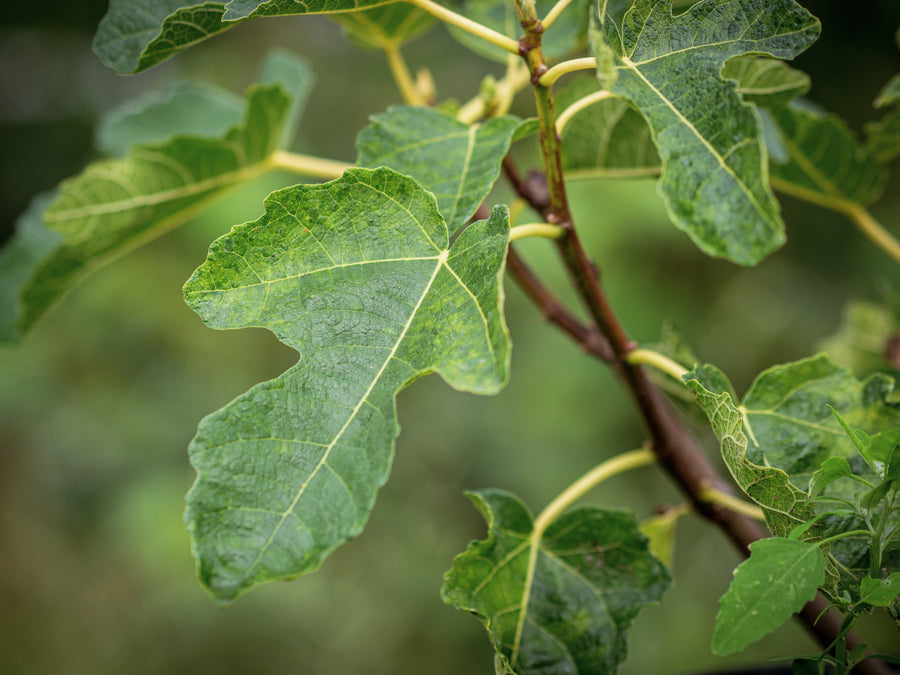 Echte Feige Firoma — Ficus carica 'Firoma'