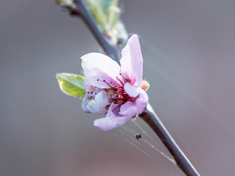 Percoche Andross — Prunus Percoce 'Andross'