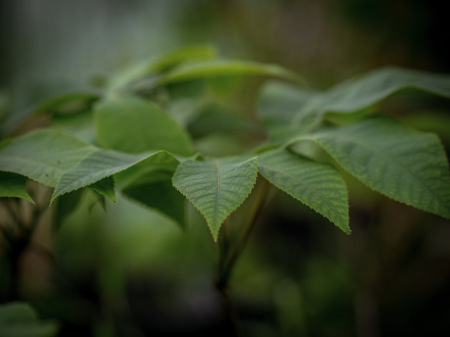 Schuppenrinden-Hickory — Carya ovata