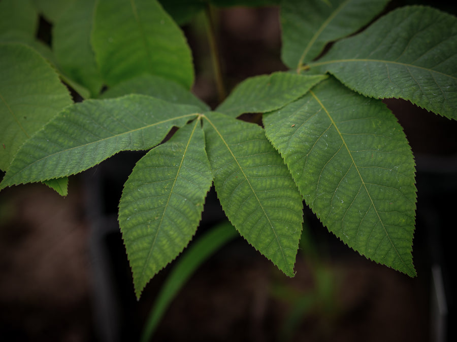 Schuppenrinden-Hickory — Carya ovata