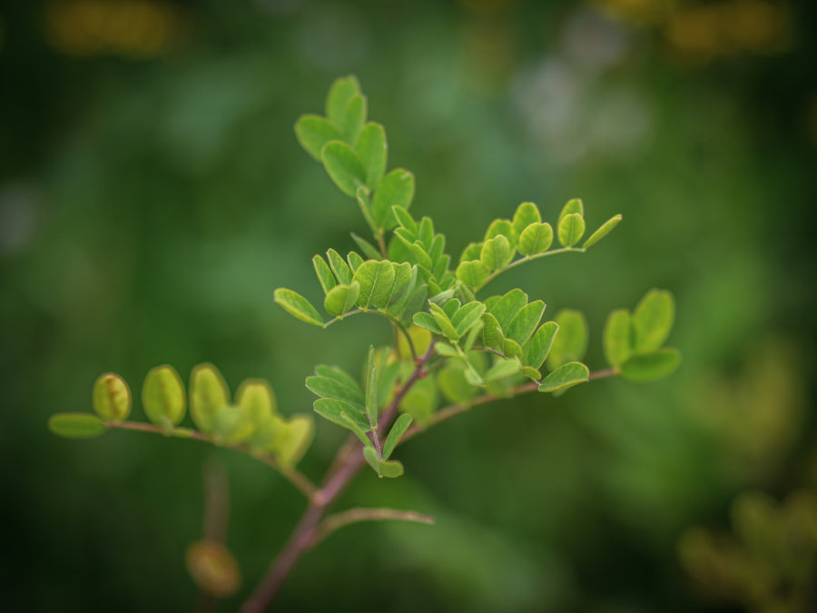Gelber Blasenstrauch — Colutea arborescens
