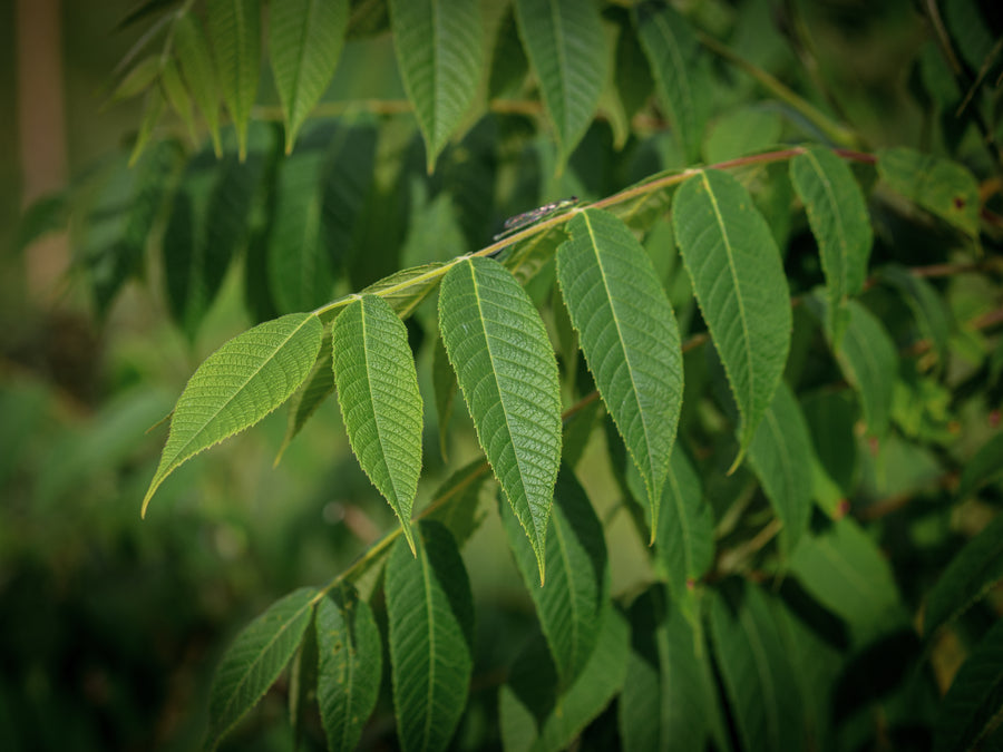 Butternuss — Juglans cinerea