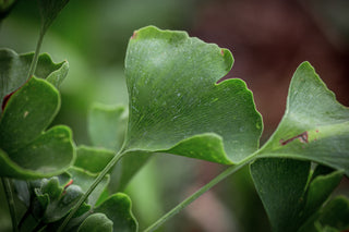 Ginkgo King of Dongting, Blatt im Detail