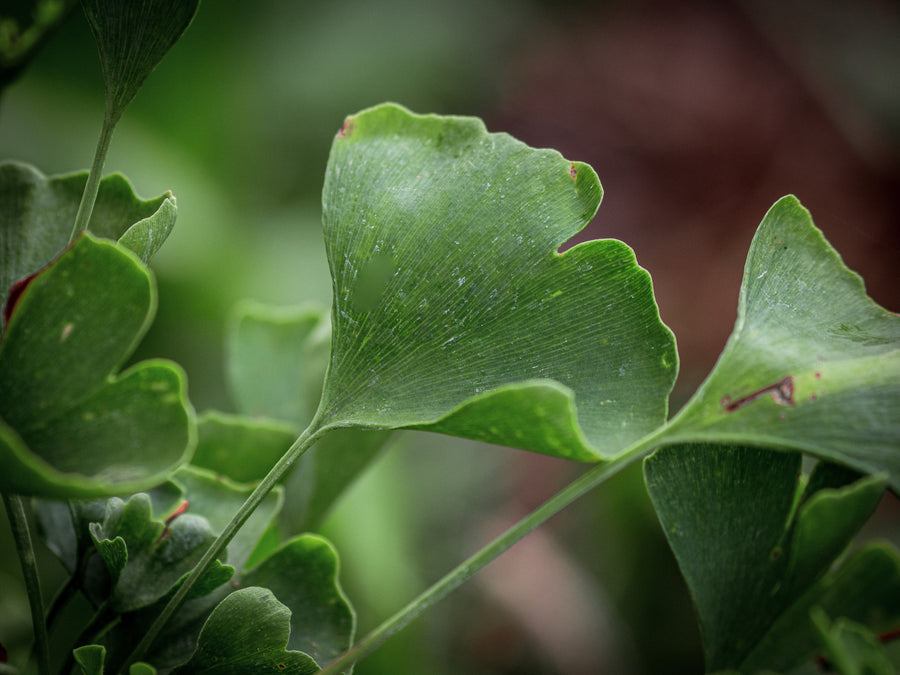 Ginkgo King of Dongting — Ginkgo biloba 'King of Dongting'
