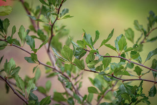 Eastern-Mayhaw-Weißdorn, Triebe mit Blättern