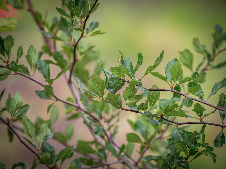 Eastern-Mayhaw-Weißdorn — Crataegus aestivalis