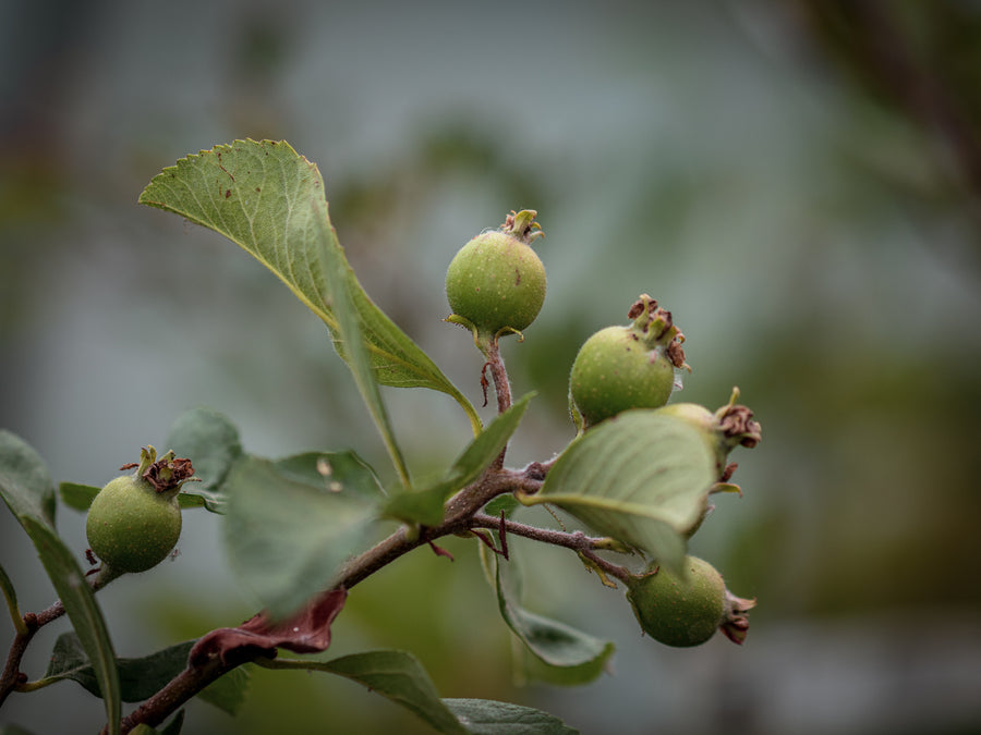 Mexikanischer Weißdorn — Crataegus mexicana 
