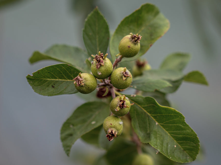 Mexikanischer Weißdorn — Crataegus mexicana 