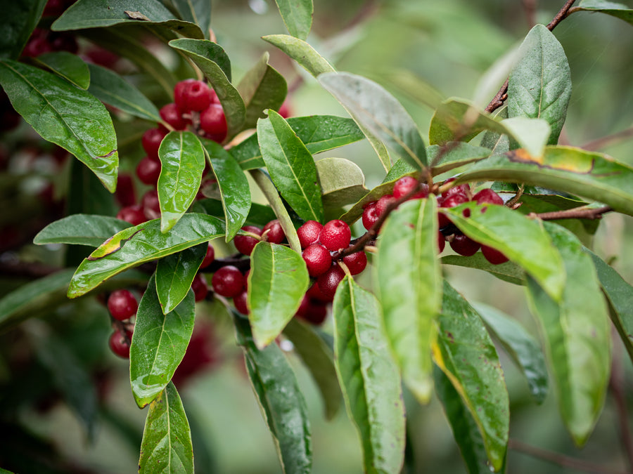 Korallenölweide Ruby — Elaeagnus umbellata 'Ruby'