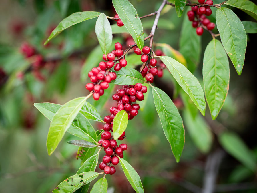 Korallenölweide Ruby — Elaeagnus umbellata 'Ruby'