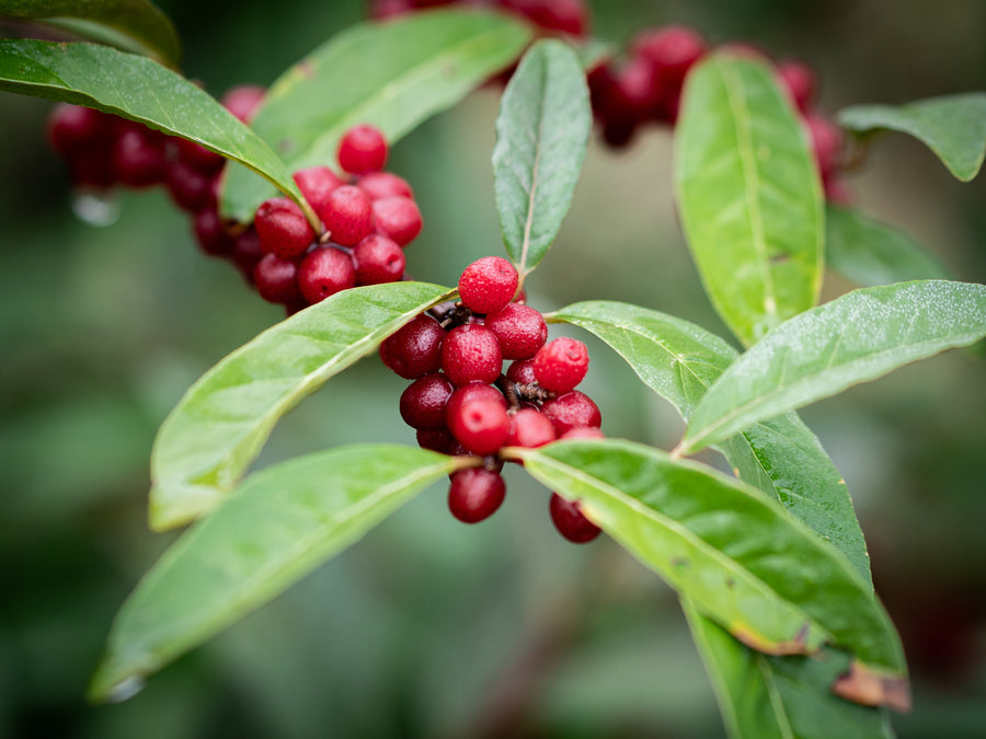 Korallenölweide Ruby — Elaeagnus umbellata 'Ruby'